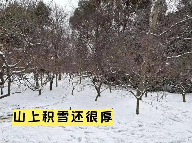 南京明孝陵的梅花开了！这波雪景据说能维持到明天早上，网友：梅花和雪太配了