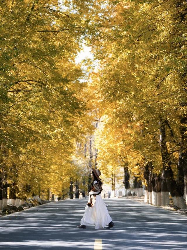 听说放秋假了？新都桥这波秋日余温太美了