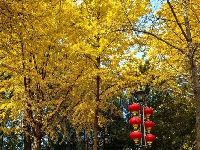 秋景“天花板”！北京这些银杏大道即将迎来最佳观赏期！