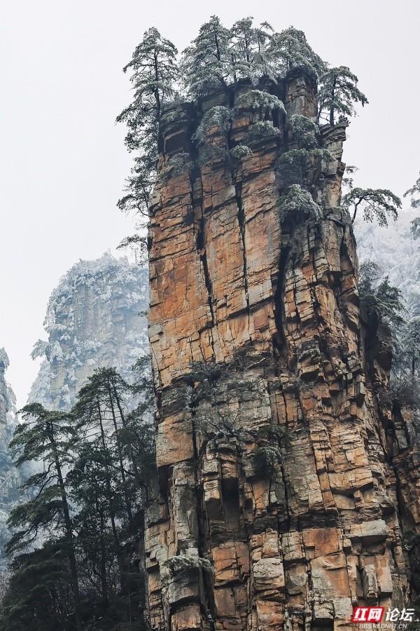 【每日一图@湖南】张家界冬日限定奇观！峰林裹银装，雾凇美出圈