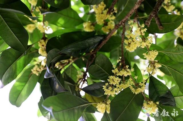 速来打卡！叙永桂花“限定返场”，这份秋日惊喜只为你！