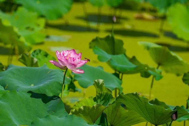 盛夏“荷”处去？三湘美景等你约……