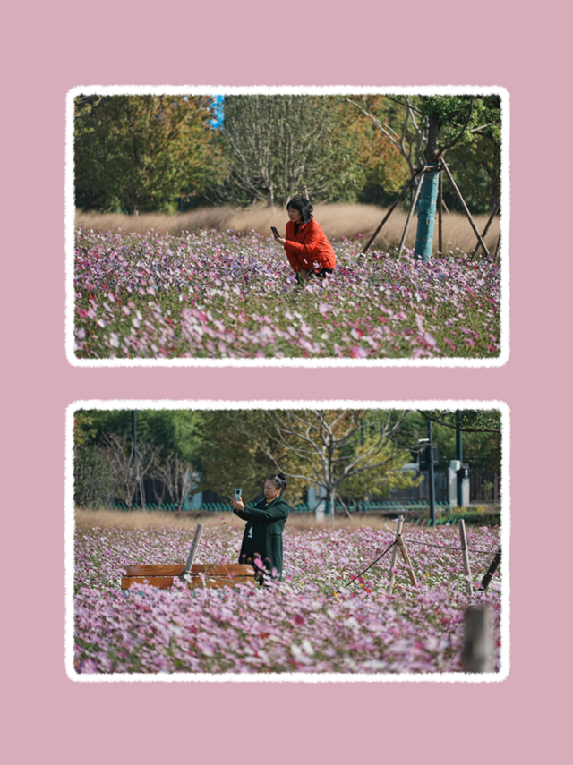 良渚荀甫路“秋花盲盒”已开！波斯菊海+治愈彩蛋，不仅好看还好拍！