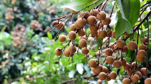 央视大片《珠江》里的花都⑤：山水滋养的田园至味