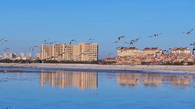 南海新区：天鹅归来鸟儿聚 生态美景入画来