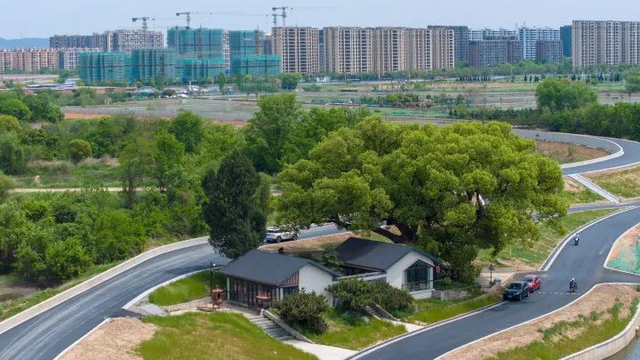 每一棵都独一无二，杭州这些“漂亮树”成热门打卡点