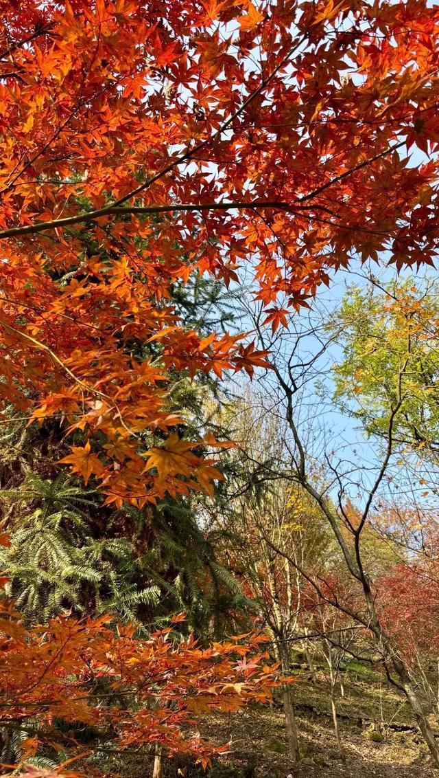 重庆秋色“天花板”火了！最快1小时飚拢！