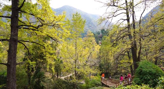 山村尽带黄金甲 古树银杏醉妥乐