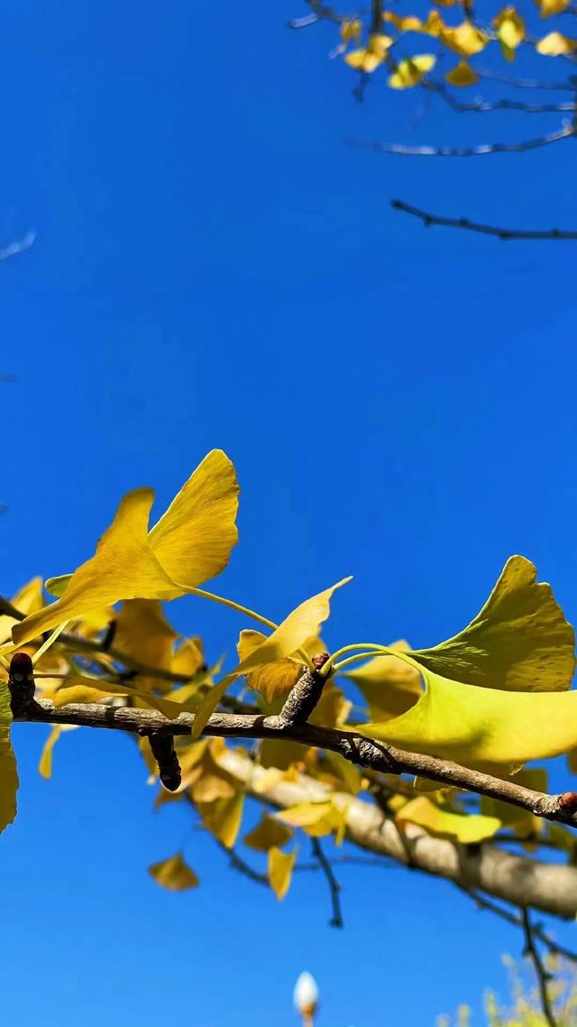 石林的冬天，藏着“延迟版”秋景