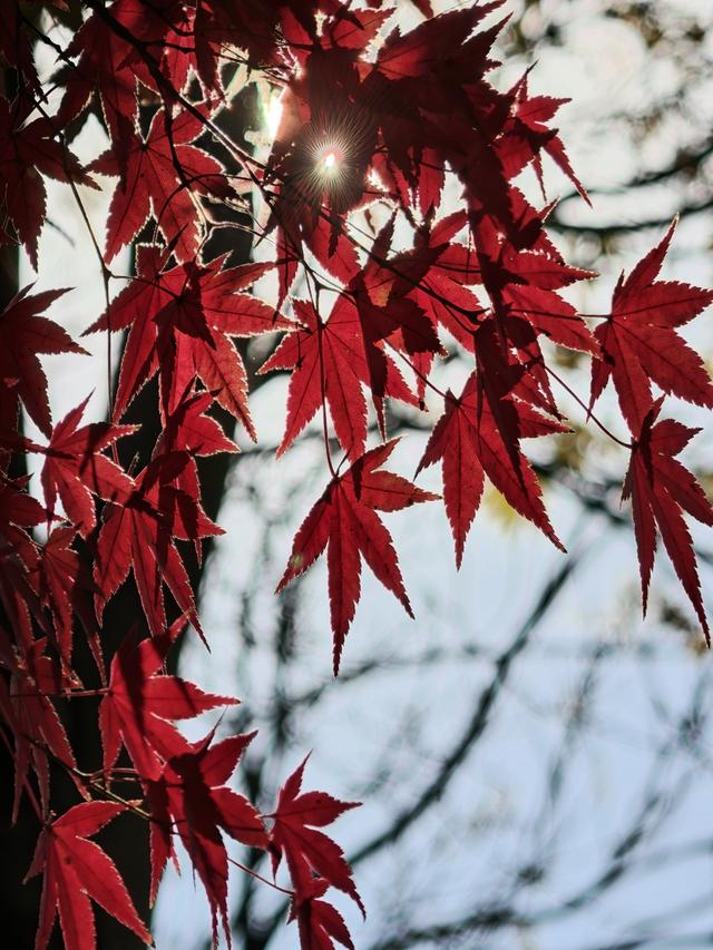上海秋景天花板 嘉定秋霞圃红叶美翻了！