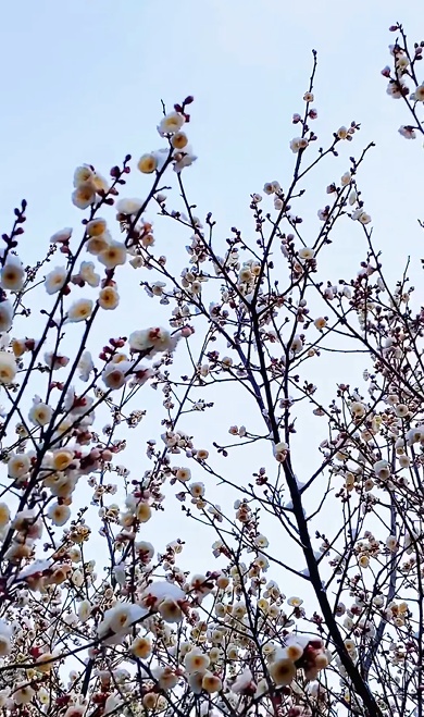 河南多地梅花雪中悄然盛开