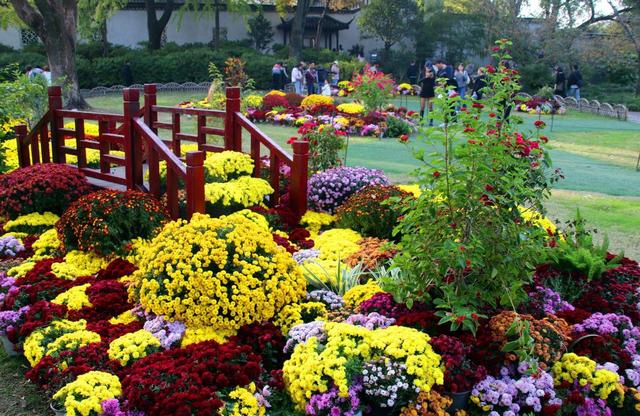 江苏苏州：菊花在寒意中傲然盛开