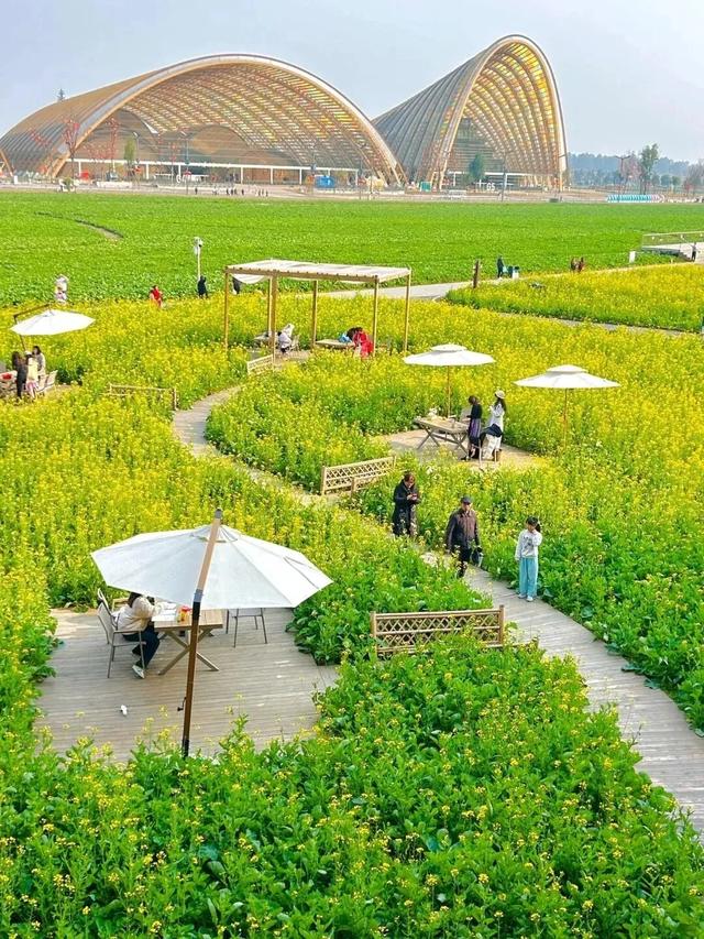 大冬天去赏什么花~油菜花！