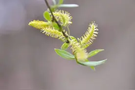 掌握这些技巧，轻松应对柳絮“侵扰”！图片
