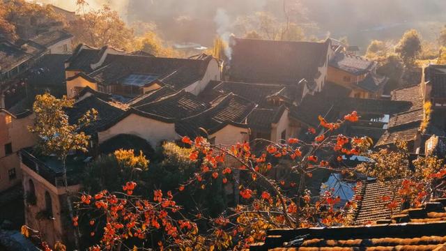 屏南：柿子红了，村子火了