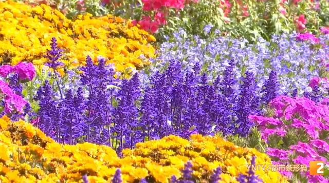 牛虎铜案、金马碧鸡“画”在墙上了!快来打卡昆明这个50米3D花墙