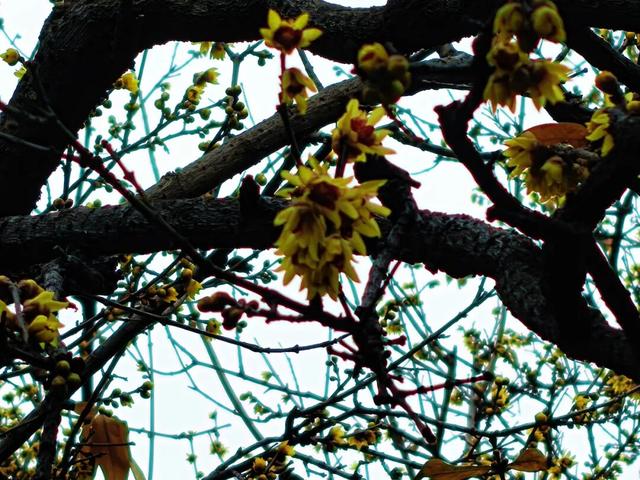 组图丨泰山王母池蜡梅映古刹 暗香醉游人