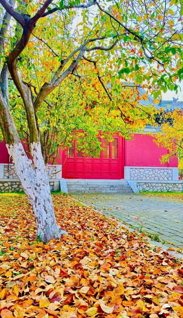 组图丨岱庙初冬美如诗 银杏书写“暖冬情书”