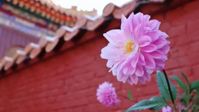 五台山秋日限定：各色繁花扮靓景区 游人尽享好风光