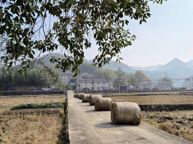 写点生活｜又见盛开在记忆深处的晚饭花