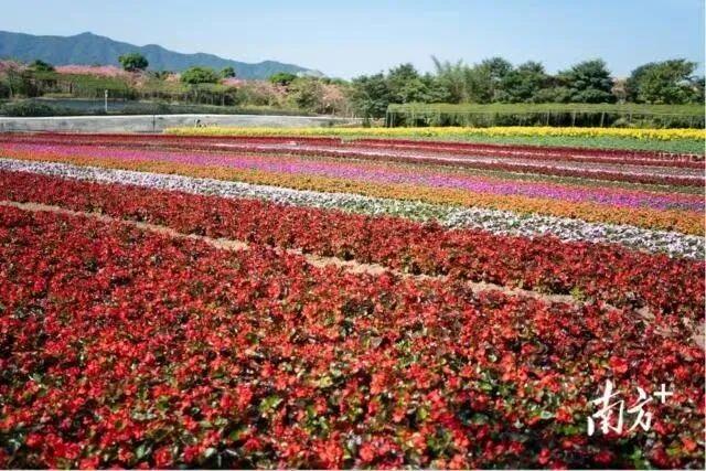 三水的秋天藏在这里！7个必去的研学打卡点，遛娃、学习、赏秋景全不误！