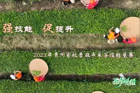 节目预告｜《茶香贵州》9月3日邀您回顾2023年贵州省秋季双手采茶技能竞赛图片