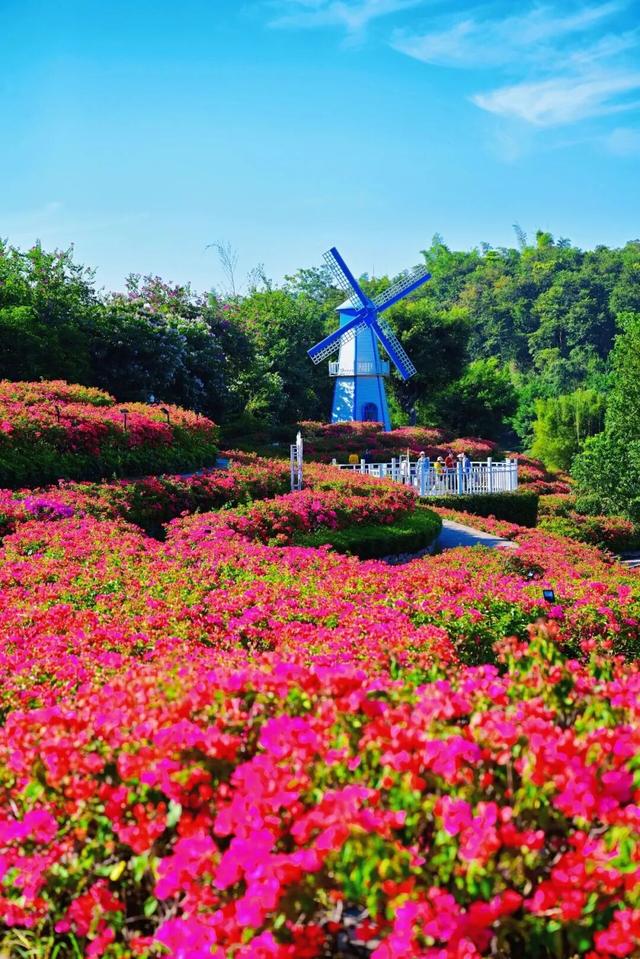 明日开幕！2025青秀山冬季赏花活动，连续四周末狂欢乐不停！