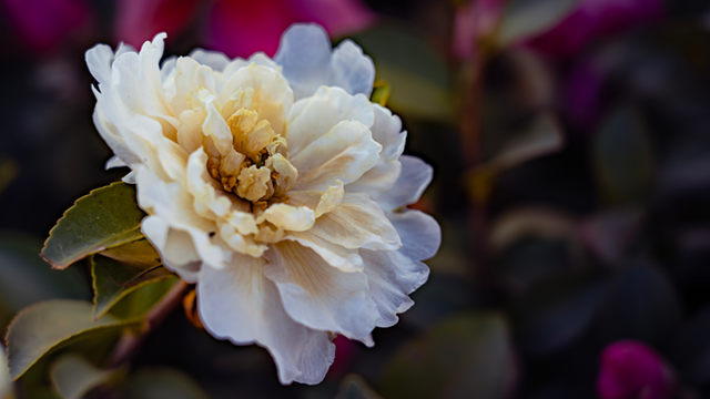 图说遂平：山茶花开映暖阳