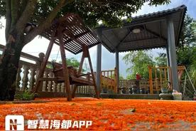 秋日福利！福州北峰的桂花开了！图片