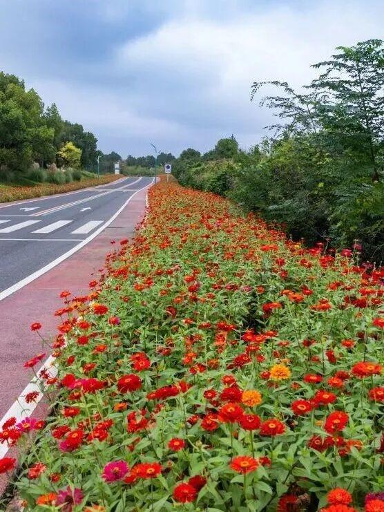 街头大量出现！常州人都已经捡上了