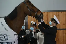 首批50位特殊“运动员”来了！上海海关高效助力环球马术冠军赛赛马安全入境图片