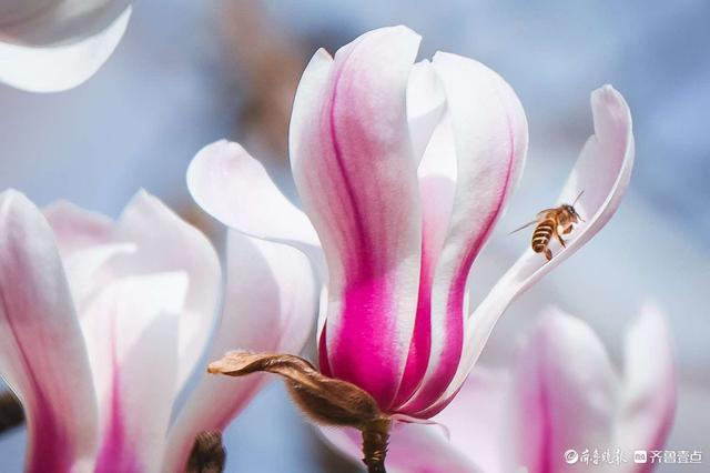 趵突泉玉兰“超前”绽放，泉城绝美春色已上线