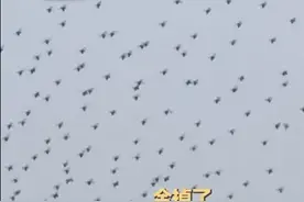 烟花表演途中大量无人机坠海！最新回应图片