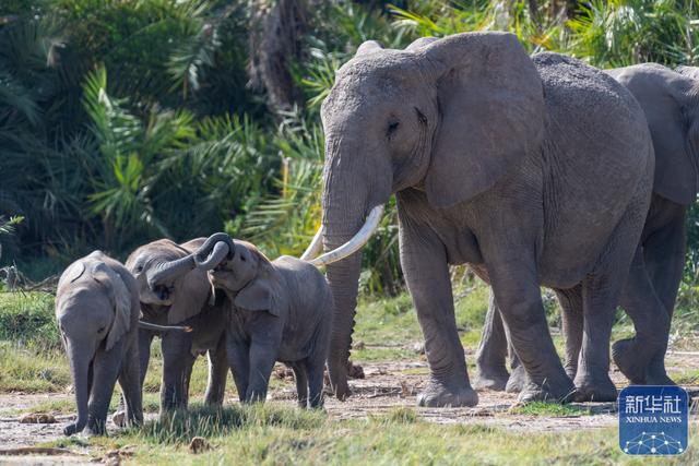 探访肯尼亚安博塞利国家公园