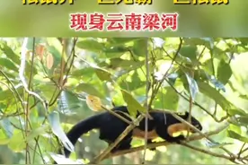 松鼠界“巨无霸”巨松鼠现身云南梁河图片