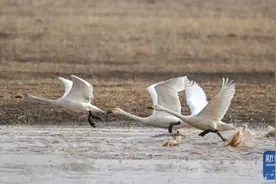 呼和浩特：黄河湿地候鸟多图片