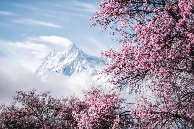 林芝·粉——世界屋脊的桃花源记