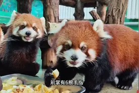 果然视频丨动物视界84——安排！小熊猫入秋的第一顿水果大餐图片