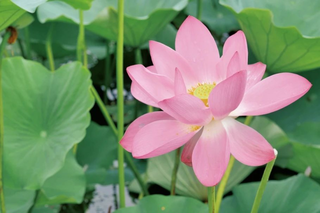 水墨瀛海 · 荷你有约 | 瀛海夏日限定荷花已上线