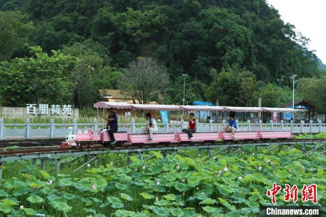广西柳州：盛夏荷韵引游人