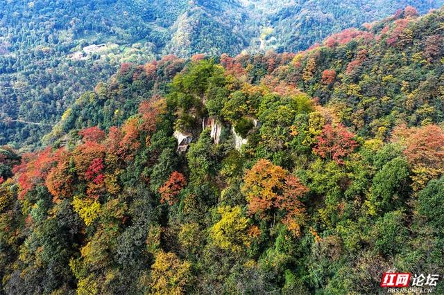 岁暖时刻丨藏在张家界的秘境！四十八寨层林尽染，这斑斓山色谁看了不心动