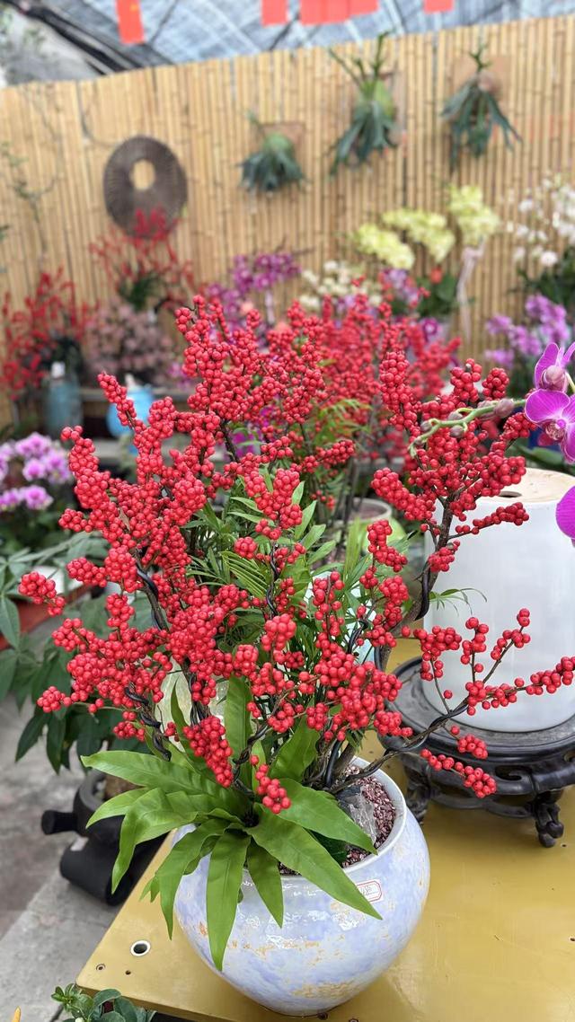 承载珠海人年味记忆的老地方，如何变身湾区文旅打卡地？