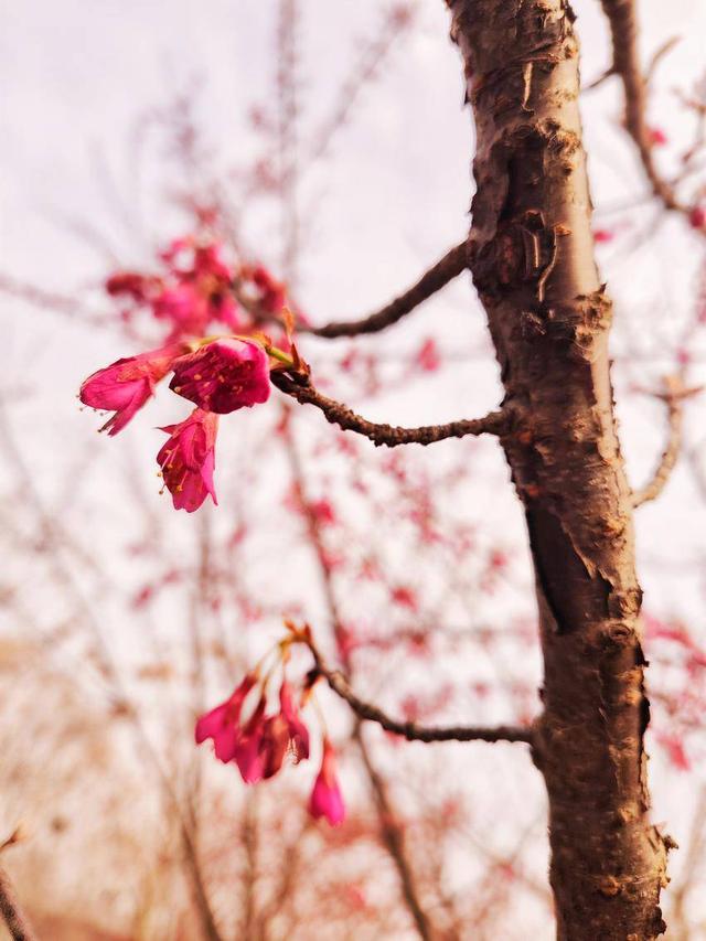 寒冬樱色 一眼心动 快来华容杏福园邂逅2026第一缕春信