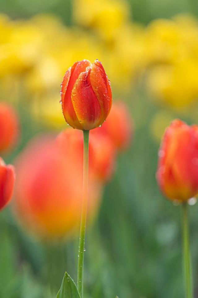 四时天工 扬州如画