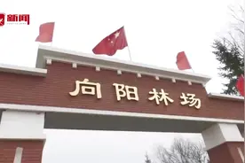 灵芝变“盆景”带来好“钱”景图片