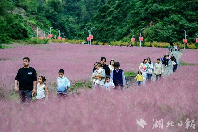 竹山县上庸镇粉黛乱子草丛成热门打卡地