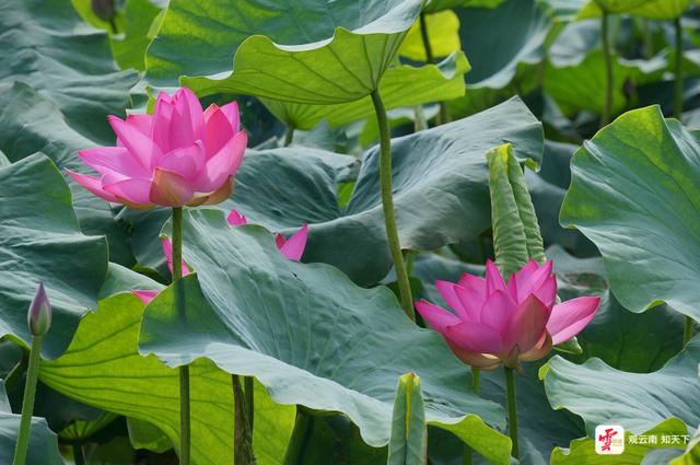 弥勒：“荷叶田田”夏意浓