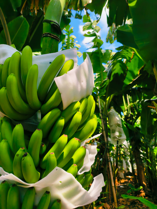 南宁冬季水果采摘全攻略 | 东北老铁、西北家人，告别猫冬！来南宁实现“水果自由”