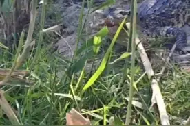 突发！武汉江边发现鳄鱼图片