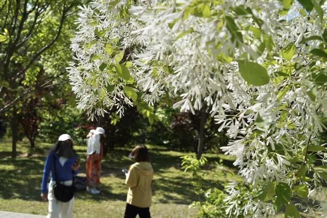 国家植物园暮春繁花正盛！金奖花坛惊艳亮相